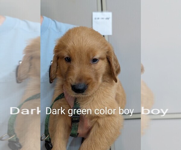 Medium Photo #10 Golden Retriever Puppy For Sale in BRADFORD, OH, USA