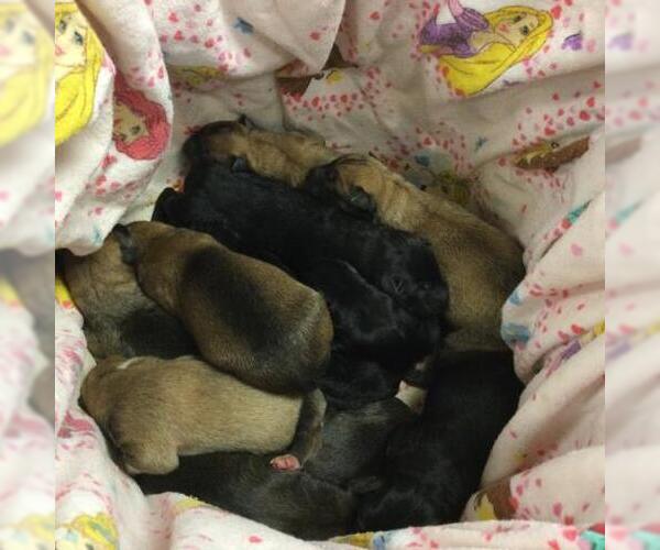 Medium Photo #1 German Shepherd Dog-Unknown Mix Puppy For Sale in Riverside, CA, USA