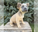 Small #4 French Bulldog