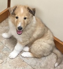 Collie Puppy for sale in CENTERVIEW, MO, USA