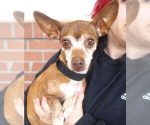 Chihuahua Dogs for adoption in Carrollton, TX, USA