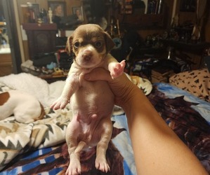 Chiweenie Puppy for sale in CADIZ, KY, USA