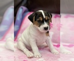 Small #4 Parson Russell Terrier