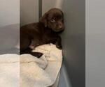 Small Photo #7 Labrador Retriever Puppy For Sale in RIVERVIEW, FL, USA