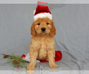 Goldendoodle Puppy for sale in MILLERSBURG, OH, USA