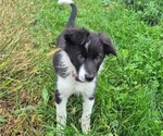 Puppy Lapis Lazuli Border-Aussie
