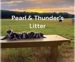 Image preview for Ad Listing. Nickname: Pearls Litter