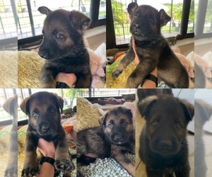 German Shepherd Dog Puppy for sale in CLERMONT, FL, USA