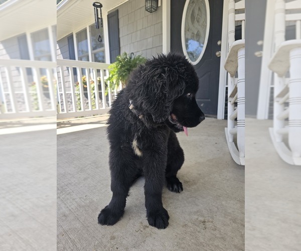 Medium Photo #4 Newfoundland Puppy For Sale in TILTON, IL, USA