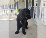 Small #3 Newfoundland