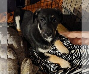 Collie-Labrador Retriever Mix Dogs for adoption in SHERBURNE, NY, USA