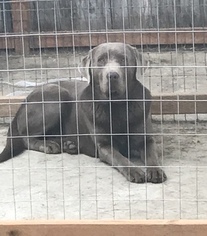 Father of the Labrador Retriever puppies born on 03/06/2018