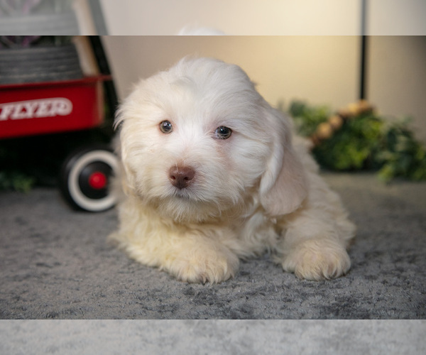 Medium Photo #2 Zuchon Puppy For Sale in SHILOH, OH, USA