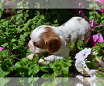 Puppy Willow Cavalier King Charles Spaniel