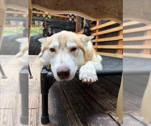 Siberian Husky Dogs for adoption in Santa Cruz, CA, USA