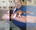 Small Photo #16 Dachshund Puppy For Sale in GARDEN GROVE, CA, USA