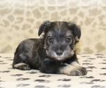 Small #3 Schnauzer (Miniature)