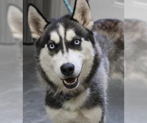 Huskies -Unknown Mix Dogs for adoption in Thief River Falls, MN, USA