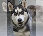 Small Huskies  Mix