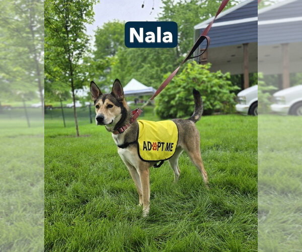 Medium Photo #27 Gerberian Shepsky Puppy For Sale in Foristell, MO, USA