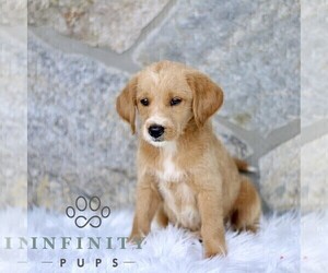Miniature Labradoodle Puppy for sale in BIRD IN HAND, PA, USA
