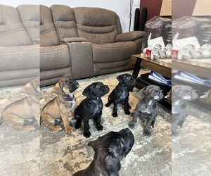 Cane Corso Puppy for Sale in BREWSTER, Washington USA