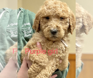 Goldendoodle Puppy for sale in CROTON, MI, USA