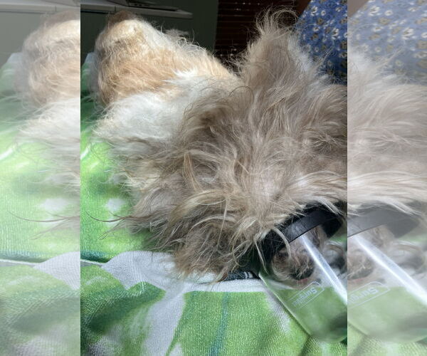 Medium Photo #4 Shih Tzu-Unknown Mix Puppy For Sale in Spring, TX, USA