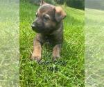 Small #8 German Shepherd Dog