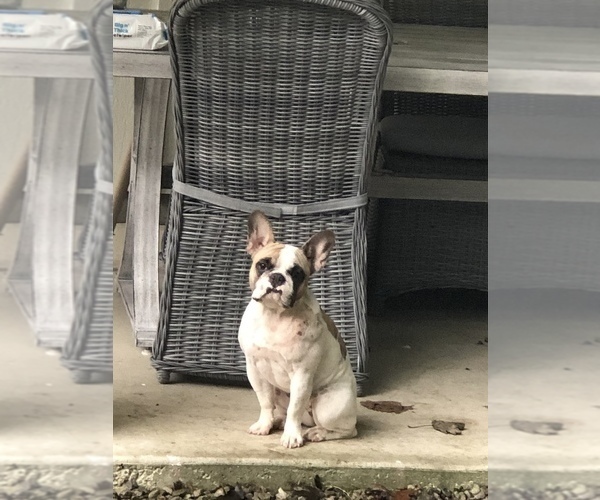 Medium Photo #1 Bulldog Puppy For Sale in ROSEVILLE, MI, USA