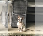 Small Photo #1 Bulldog Puppy For Sale in ROSEVILLE, MI, USA