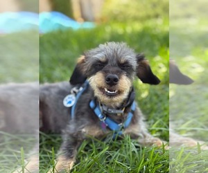 Mutt Dogs for adoption in La Verne, CA, USA