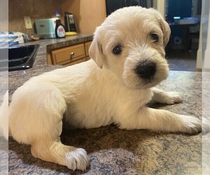 Labradoodle Puppy for sale in CHELSEA, AL, USA