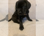 Small Photo #5 Mastiff Puppy For Sale in VILLA RICA, GA, USA