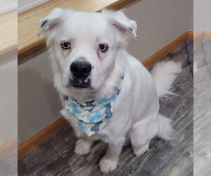 Great Pyrenees-Unknown Mix Dogs for adoption in Fargo, ND, USA