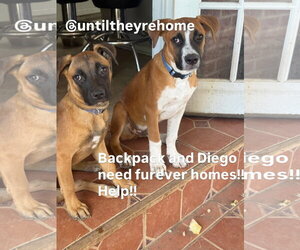 Mutt Dogs for adoption in Fort Collins, CO, USA