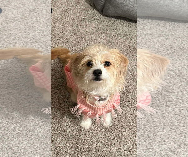 Medium Photo #1 Mutt Puppy For Sale in Dallas, TX, USA