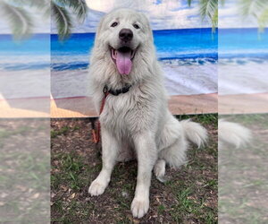 Drake - Male Great Pyrenees Dog for Adoption - Photo #9