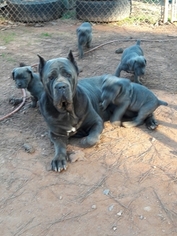 Mother of the Cane Corso puppies born on 01/02/2017
