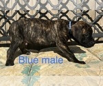 Small Photo #23 Presa Canario Puppy For Sale in LEVITTOWN, PA, USA