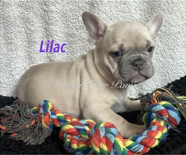 Medium Photo #11 Faux Frenchbo Bulldog Puppy For Sale in HOODSPORT, WA, USA