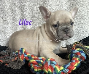 Medium Faux Frenchbo Bulldog