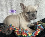 Puppy Lilac Faux Frenchbo Bulldog