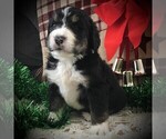 Small Photo #3 Bernedoodle Puppy For Sale in CLARE, MI, USA