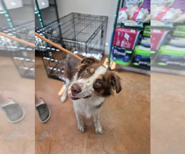 Medium Photo #2 Australian Shepherd Puppy For Sale in Bolivar, MO, USA