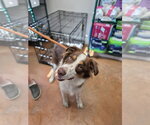 Small #1 Australian Shepherd