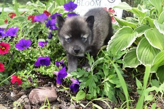 Maltese-Siberian Husky Mix Puppy for sale in MANKATO, MN, USA