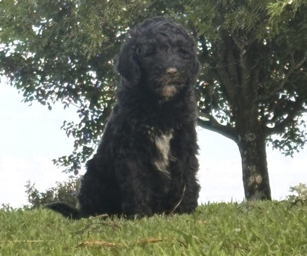 Medium Photo #2 Goldendoodle-Poodle (Standard) Mix Puppy For Sale in ADDISON, AL, USA