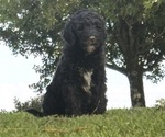 Small #1 Goldendoodle-Poodle (Standard) Mix