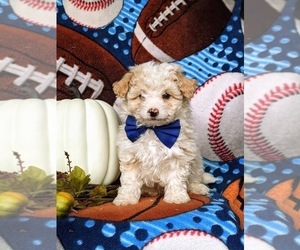 Poodle (Miniature)-Sheltidoodle Mix Puppy for sale in KIRKWOOD, PA, USA